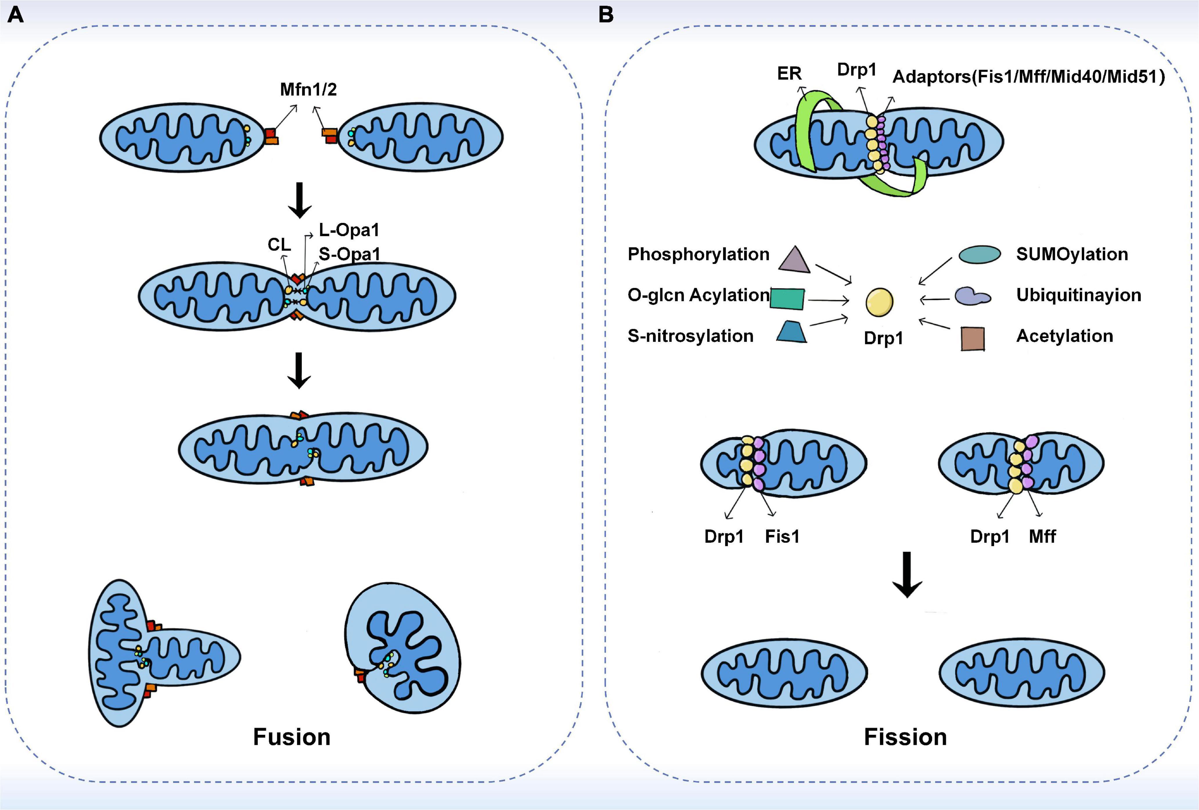 Mitochondrial dynamics in vascular remodeling and target-organ damage